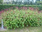 struik met rode bloempjes:   “Persicaria amplexicaule”, Ophalen, Struik