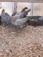 Barbu d'uccle et autres poules d'ornement 4+1 gratuits, Femelle, Poule ou poulet