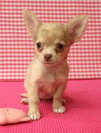 Chiots Chihuahua super mignons !, 15 semaines à 1 an, Étranger, Hépatite contagieuse (maladie de Rubarth), Plusieurs animaux
