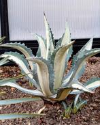 Agave mediopicta 'Alba', Ophalen of Verzenden