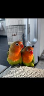 Tourtereau, Animaux & Accessoires, Oiseaux | Perruches & Perroquets, Perroquet nain ou Inséparable, Domestique