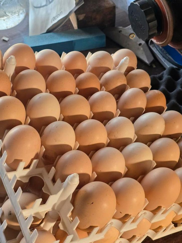 Mechelse koekoek broedeieren, Dieren en Toebehoren, Pluimvee