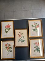 5 kaders met Botanische prenten van rozen, Enlèvement ou Envoi