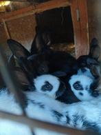 Jonge vlinder konijnen 15 euro per stuk, Dieren en Toebehoren, Januari, Meerdere dieren