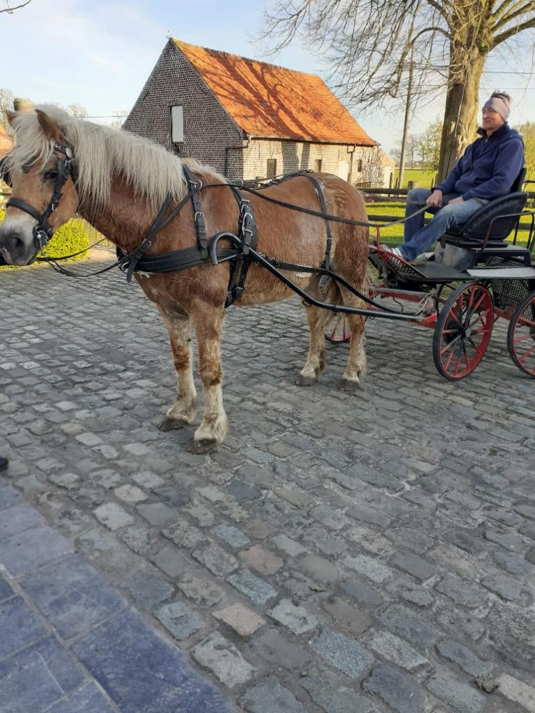 Betrouwbaar paard, Merrie, Met stamboom, Zadelmak, Tuigpaard