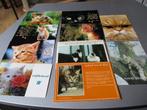heel verzameling postkaarten poezen een 50 tal, Verzamelen, Postkaarten | Dieren, Ophalen, Ongelopen, Hond of Kat