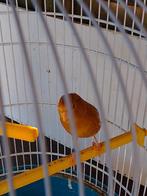 ZEER mooi BRUIN KWEEKRIJP KANARIE POPJE van 2025 geringd, Dieren en Toebehoren, Vogels | Kanaries, Vrouwelijk, Zangkanarie