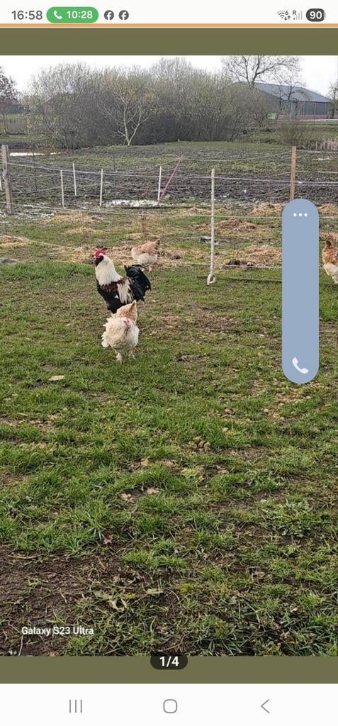 broedeieren duitse faverolles, Animaux & Accessoires, Sexe inconnu, Poule ou poulet