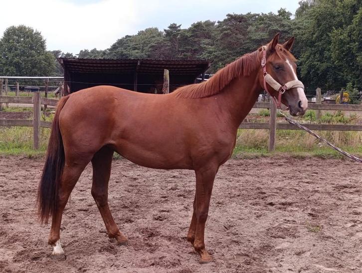 3jaarse merrie rechtstreeks van de fokker, Animaux & Accessoires, Chevaux, Jument, Non dressé, 160 à 165 cm, 3 à 6 ans, Cheval de dressage