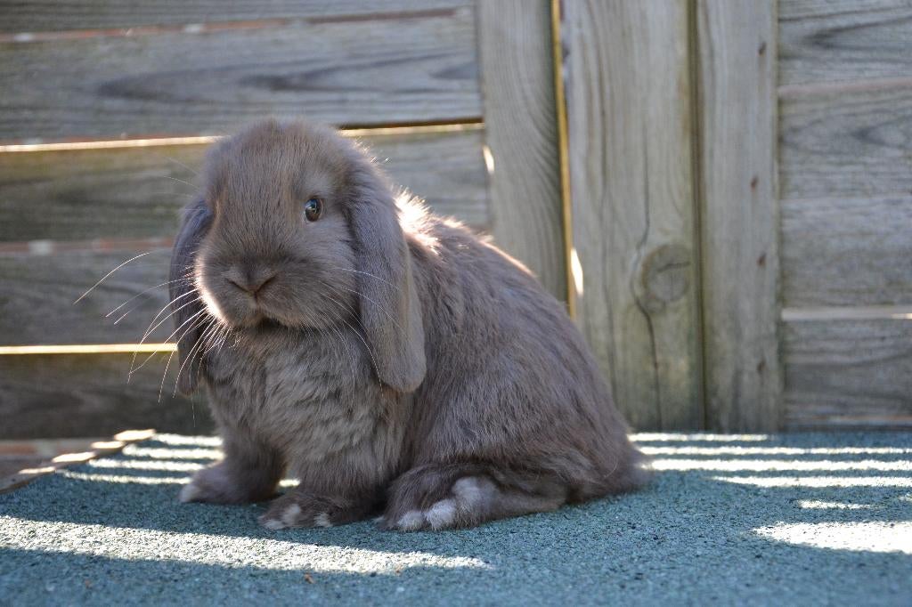 Minilop hangoor konijntje kleur chocobruin, Femelle, Nain, Oreilles tombantes, 0 à 2 ans