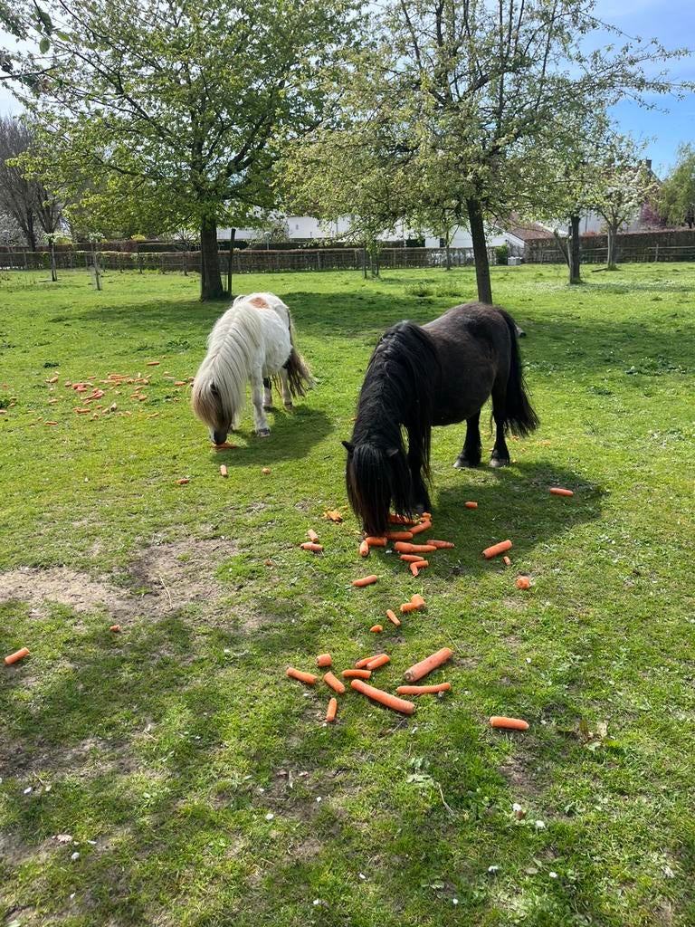 2 hoogdrachtige merries, Dieren en Toebehoren, Pony's, Merrie
