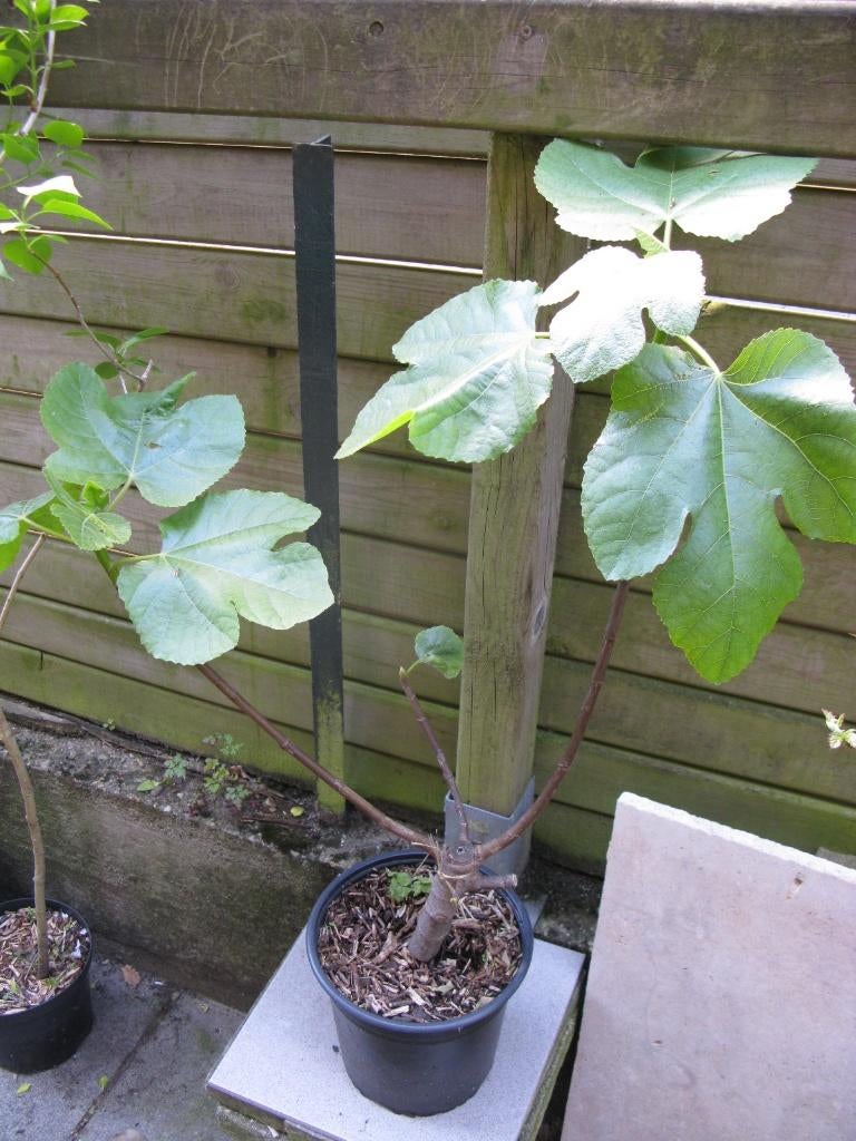 Plant de figuier en pot, Jardin & Terrasse, Plantes | Arbres fruitiers, Figuier, Été, En pot, Plein soleil