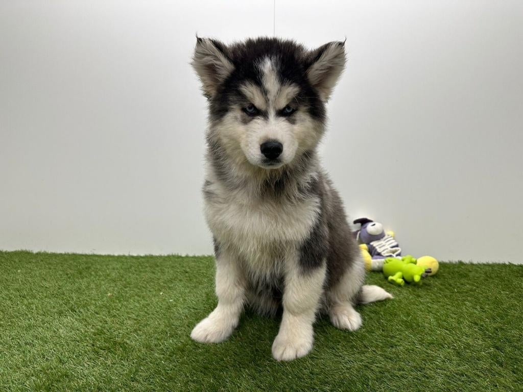 Siberische Husky pups - langharig, België, Reu, 8 tot 15 weken, Poolhond