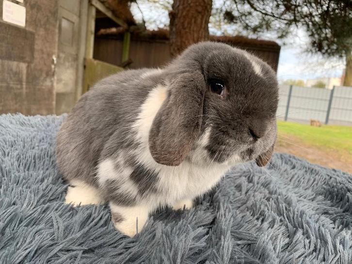 Nederlands hangoordwerg blauw bonte ram, Dieren en Toebehoren, Konijnen, Dwerg, Mannelijk, Hangoor