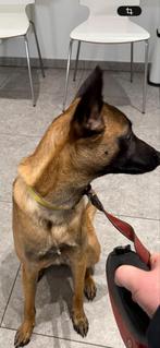 Leuk teefje 1 jaar afgericht, Parvo, België, Fokker | Hobbymatig, 15 weken tot 1 jaar