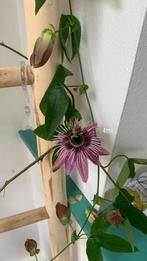 Plante : Passiflore avec pot et échelle, Jardin & Terrasse, Enlèvement ou Envoi, Plein soleil, Été, Plante fixe