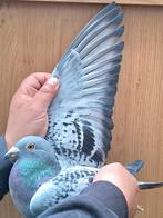 Postduif 100% Heremans-Ceusters., Dieren en Toebehoren, Vogels | Duiven, Vrouwelijk, Postduif
