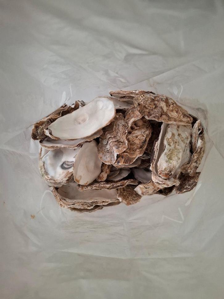 gratis / lege oesterschelpen / gewassen, Hobby & Loisirs créatifs, Bricolage, Utilisé, Enlèvement