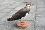 Vanneau en peluche de taxidermie (oiseau rare), Enlèvement, Utilisé, Oiseaux, Animal empaillé