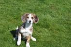 Beagle kruising corgi pups, Dieren en Toebehoren, België, 15 weken tot 1 jaar, Overige rassen, Parvo