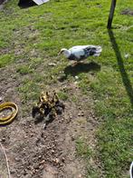 Barberie kuikens, Plusieurs animaux, Canard