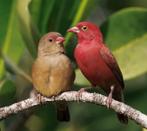 À la recherche d'une paire de Firefinches