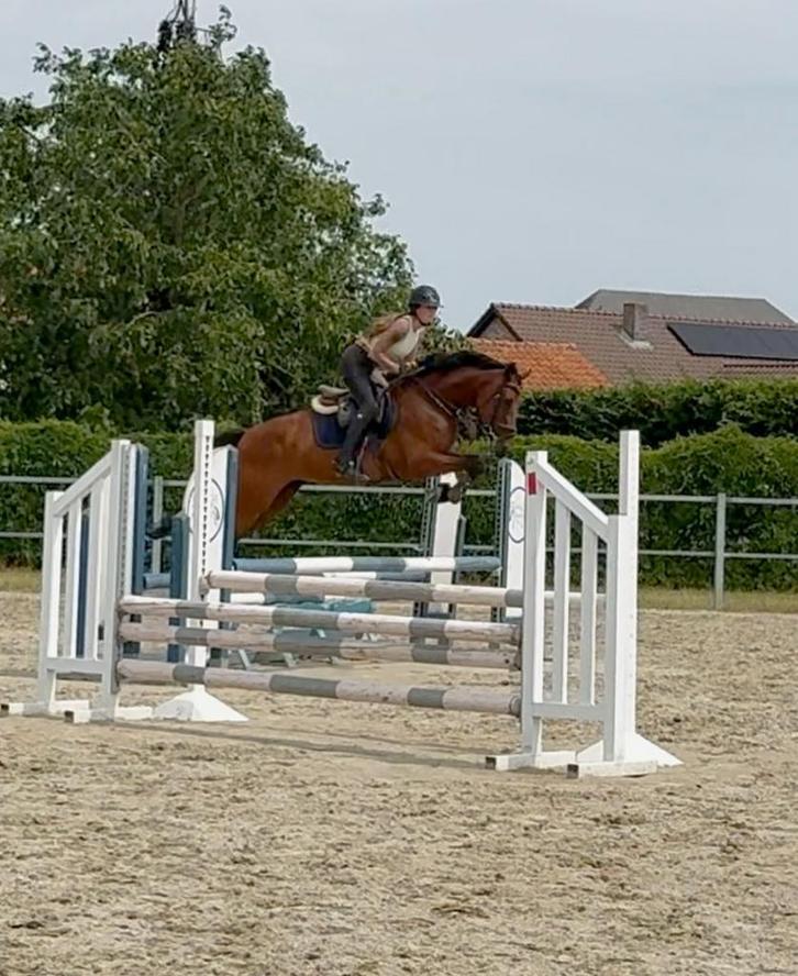 Hele fijne kwpn merrie, Animaux & Accessoires, Chevaux