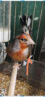 6 métisse  chardonn2025 200euro prix fix chant chardonnerert