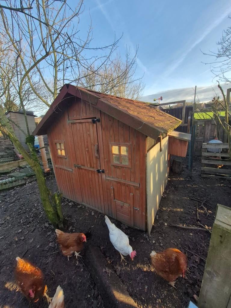 Grand poulailler sans les poules, Animaux & Accessoires, Volatiles | Accessoires, Utilisé, Poulailler, Enlèvement