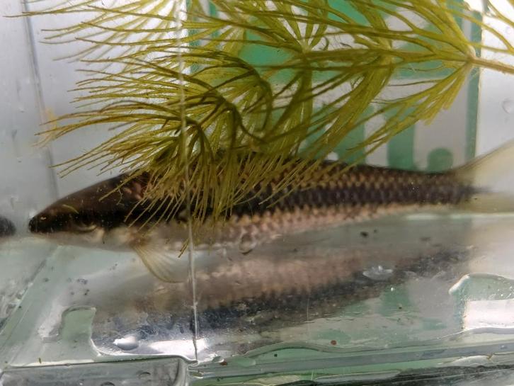 Hobbyaquarium
Crossocheilus Oblongus / Siamese 10/12cm, Dieren en Toebehoren, Vissen | Aquariumvissen