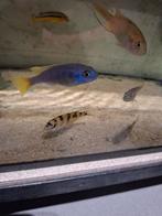 Cichlides malawi pseudotropheus acei 5-6 cm