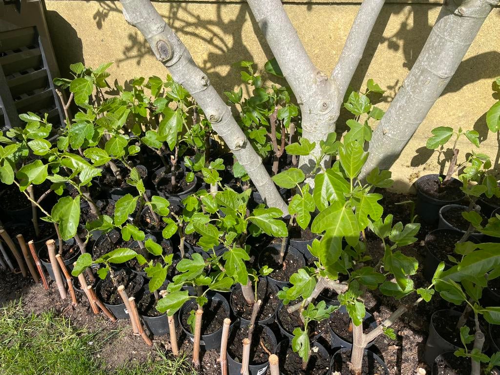 Vijgenboompjes Brown Turkey, Ophalen