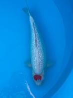 Prachtige nisai ginrin tancho 52cm, Dieren en Toebehoren