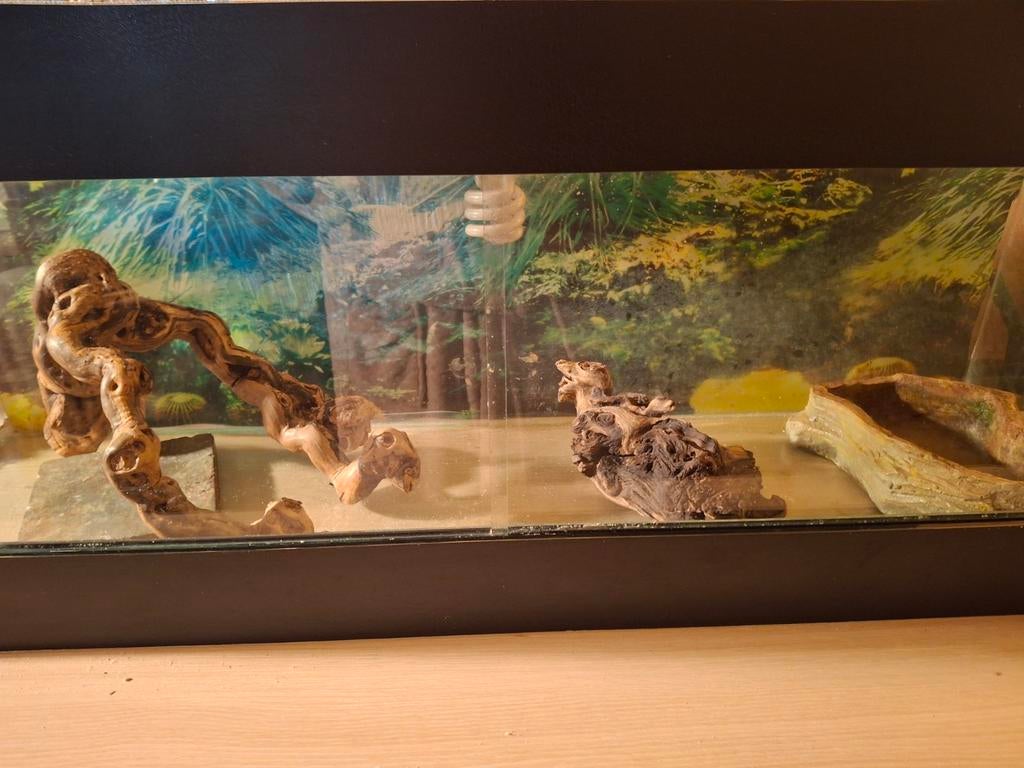 Terrarium a vendre, Animaux & Accessoires, Enlèvement