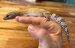 Luipaardgekko vrouw, Animaux & Accessoires, Reptiles & Amphibiens, Autres espèces, 0 à 2 ans