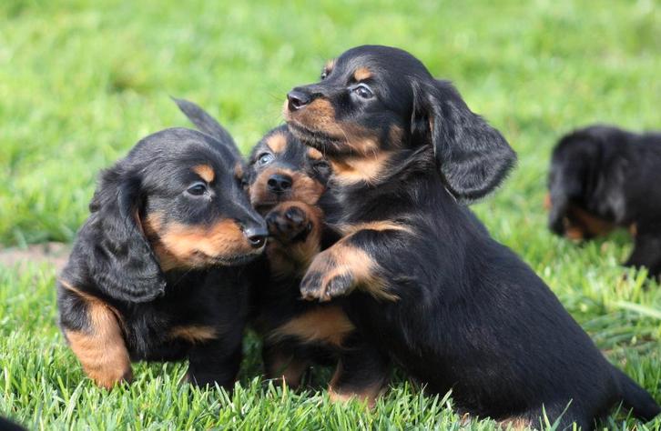 Teckel pups Black & tan langhaar, Dieren en Toebehoren, Honden | Teckels en Dashonden, Reu, Langhaar, Dwerg, Fokker | Professioneel