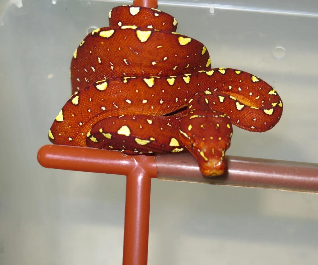 morelia viridis azurea biak, Animaux & Accessoires, Serpent, 0 à 2 ans