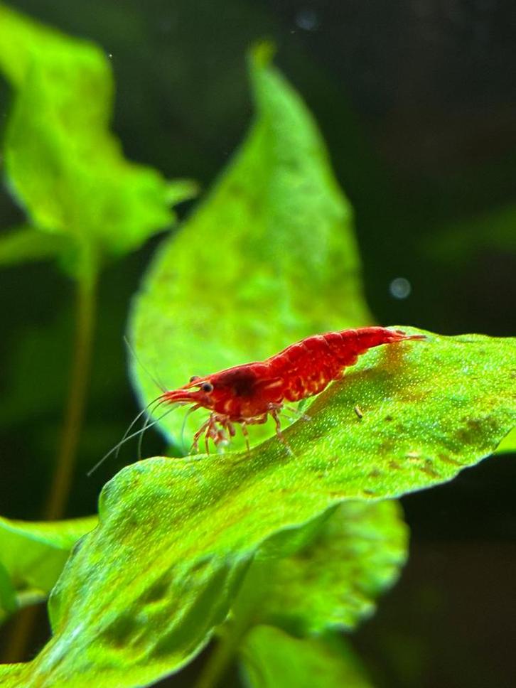 Vuurgarnalen, Dieren en Toebehoren, Vissen | Aquariumvissen