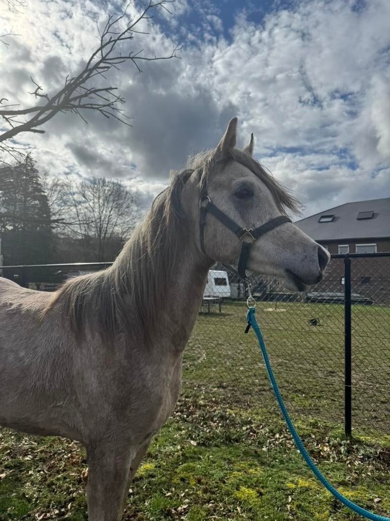 Arabische volbloed hengst – Mario Samjad Ox (2024), Étalon