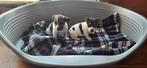 Jack Russel pups, Dieren en Toebehoren, Parvo, België, Jack Russell Terriër, 8 tot 15 weken