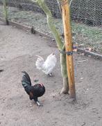 Sierhaantjes, Animaux & Accessoires, Mâle, Poule ou poulet