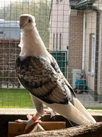 Oud oosters meeuwtje, Sexe inconnu, Autres espèces