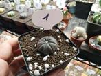 astrophytum asterias purple skin, Huis en Inrichting, Kamerplanten, Ophalen, Minder dan 100 cm, In pot, Cactus