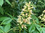 Aesculus bushii, Tuin en Terras, Planten | Tuinplanten, Volle zon, Vaste plant, Lente, Ophalen