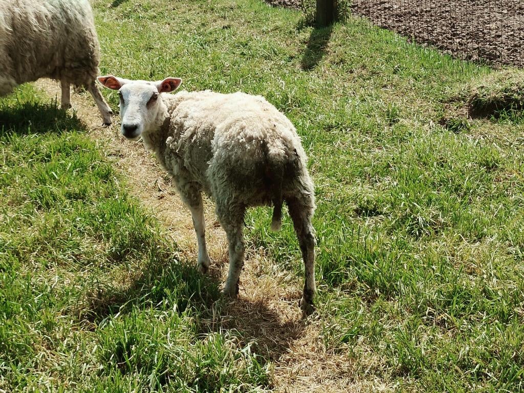 Baggerbonte en Texel/swifter ooi, Animaux & Accessoires, Moutons, Chèvres & Cochons, Femelle, Mouton, 0 à 2 ans