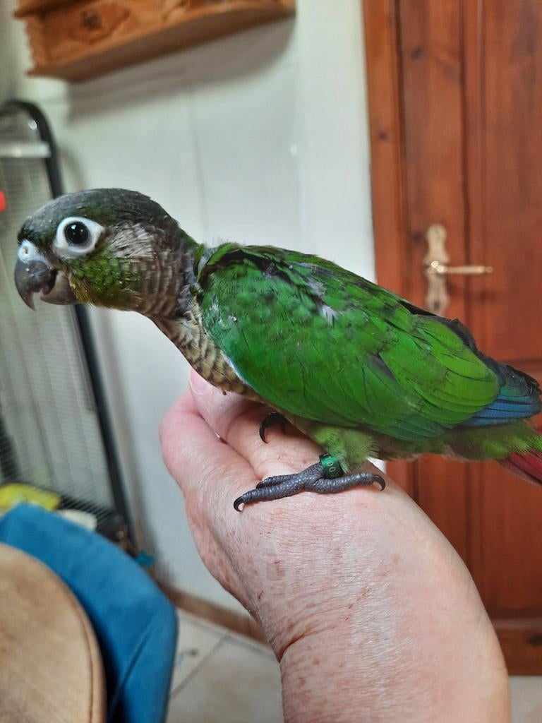 Conure molinae EAM