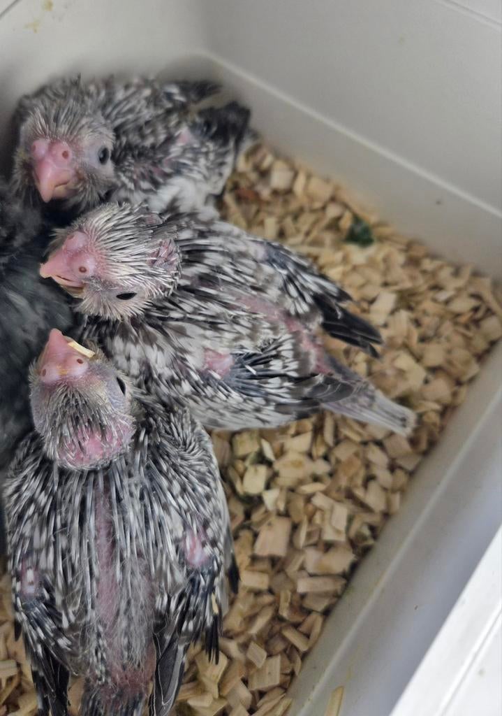 Calopsitte eam, Animaux & Accessoires, Oiseaux | Perruches & Perroquets