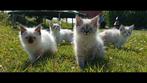Ragdoll kittens, Animaux & Accessoires, Chats & Chatons | Chats de race | Poil long, Plusieurs animaux, Vermifugé, 0 à 2 ans