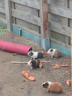 Cavia, Dieren en Toebehoren, Knaagdieren, Mei, Meerdere dieren, Cavia