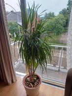 kamer plant te koop, Tuin en Terras, Bloeit niet, Halfschaduw, 100 tot 250 cm, Palmboom